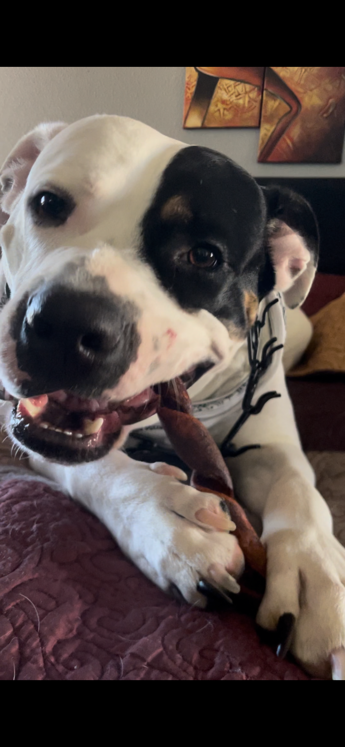 Dog enjoying chewer's joy dog treats